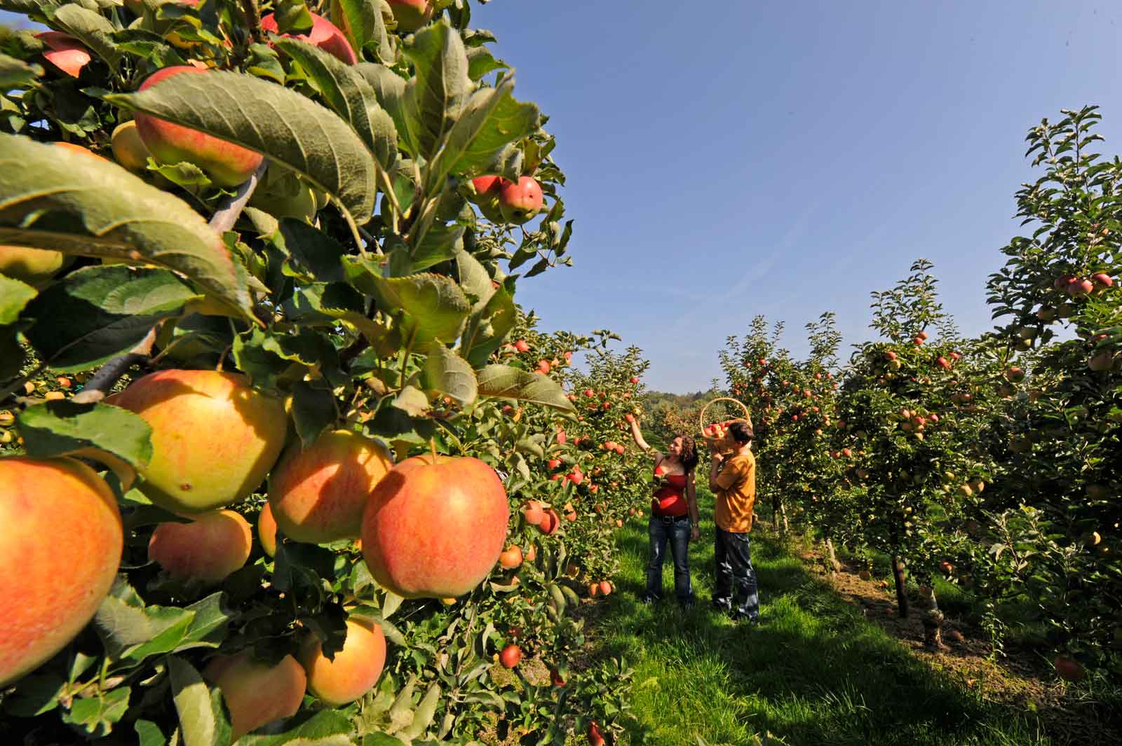 Altnau Apfelernte © Medienstelle-Thurgau-Tourismus