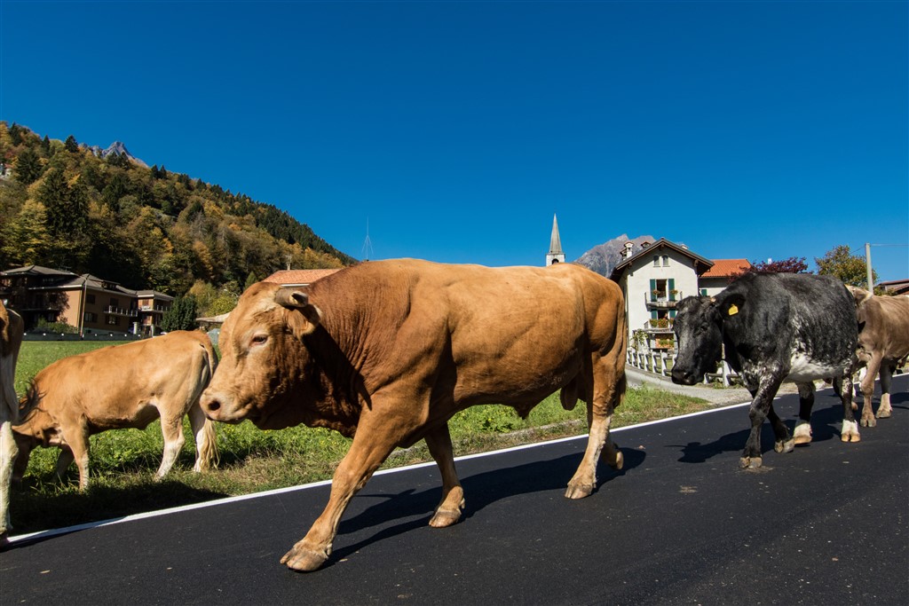 Kühe unterwegs © Marco Benedetto Cerini