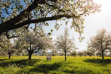 Egnach_Bluescht © Medienstelle-Thurgau-Tourismus