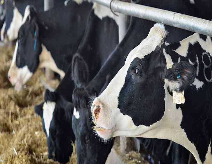 Farm Animal Healthcare