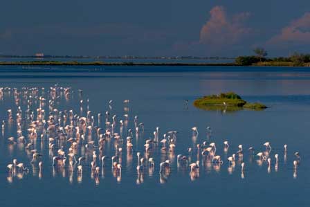 Flamingos in Comacchio © Flavio Bianchedi