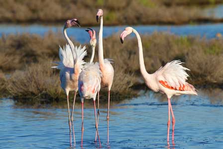 Flamingos Parco del Delta del Po© Archivio Po Delta Tourism