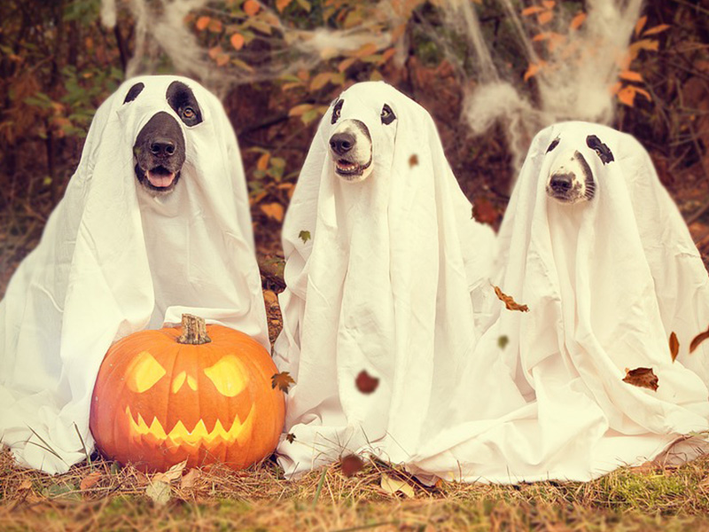 Halloween Hundekostüme von Horror-Shop.com