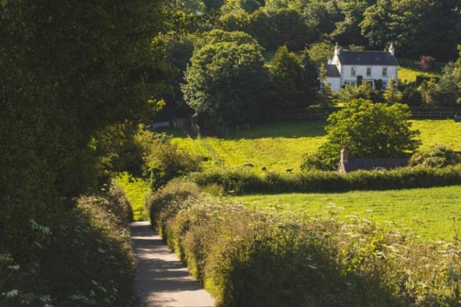 Hecken prägen inzwischen wieder das Landschaftsbild auf Jersey. Foto: Visit Jersey