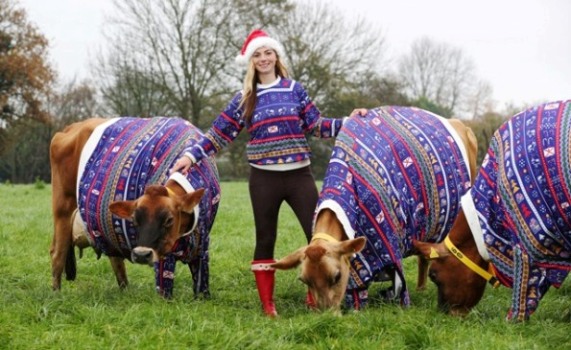 Becky Houzé und ihre Weihnachtskühe. Foto: Visit Jersey