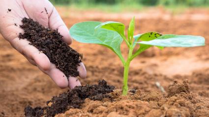  Organic Fertilizers