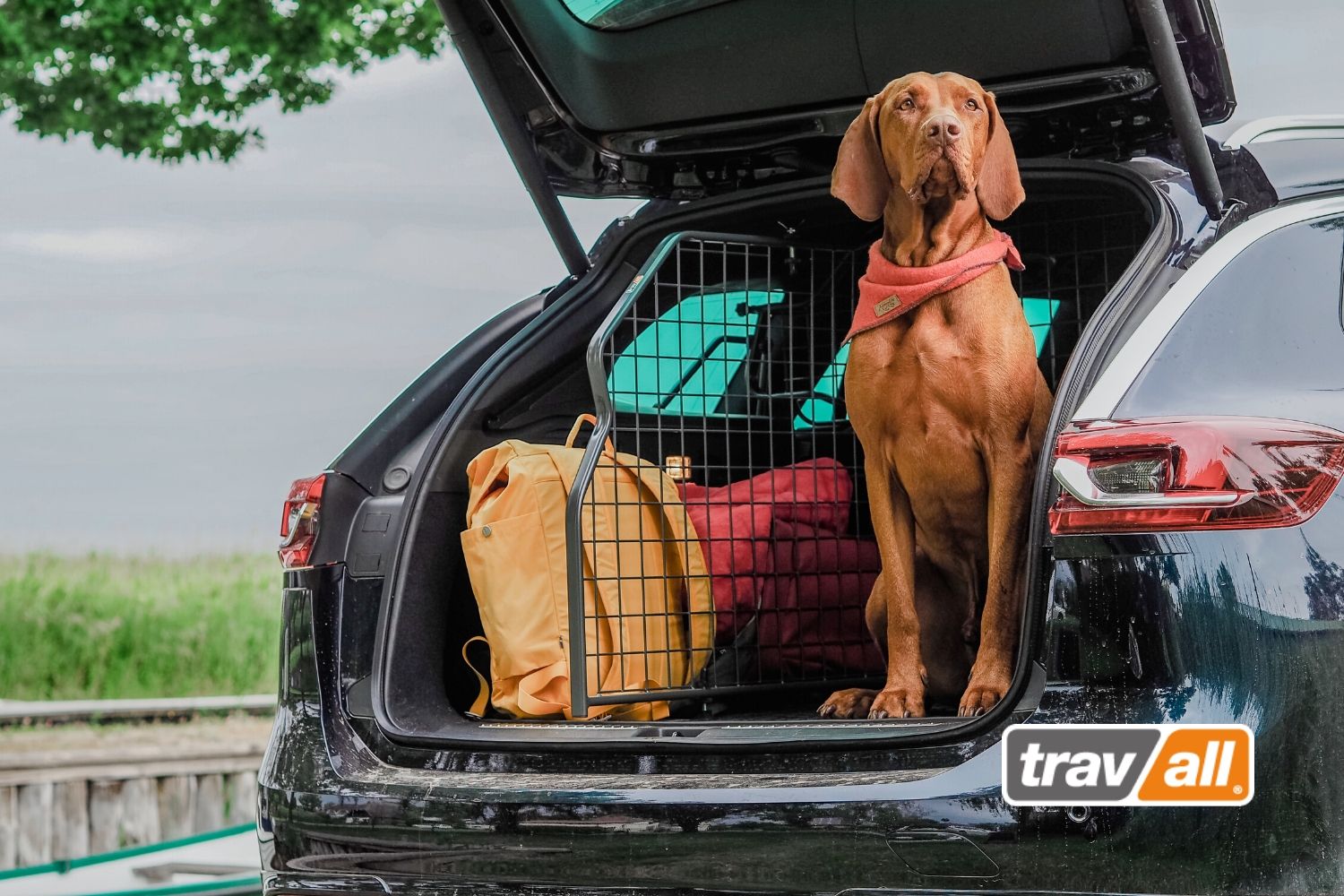 Hunde werden mit Travall effektiv im Fahrzeug gesichert. © Travall