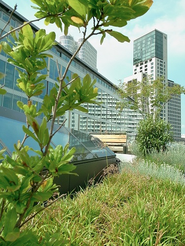 Startschuss für die Gründach-Bundesliga