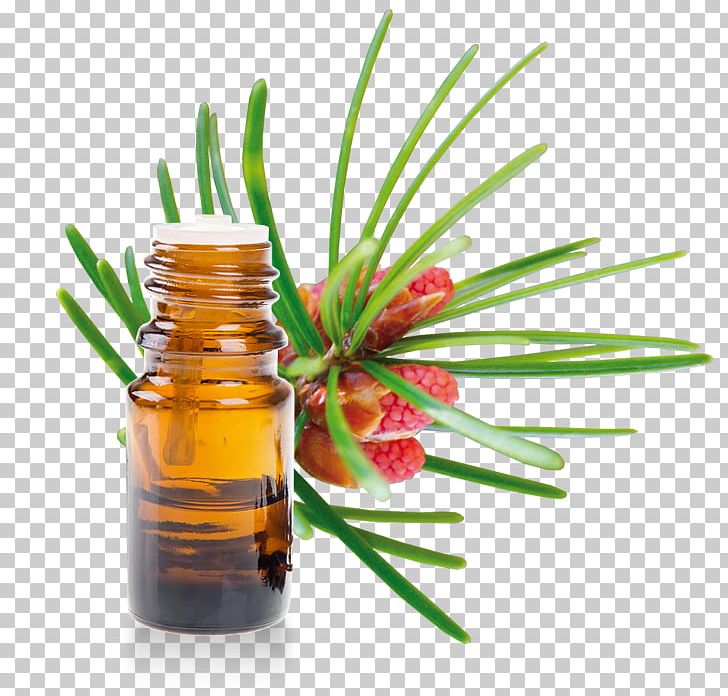 Turpentine Oil
