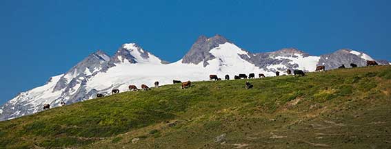 Hochweide auf der Alm, Aostatal