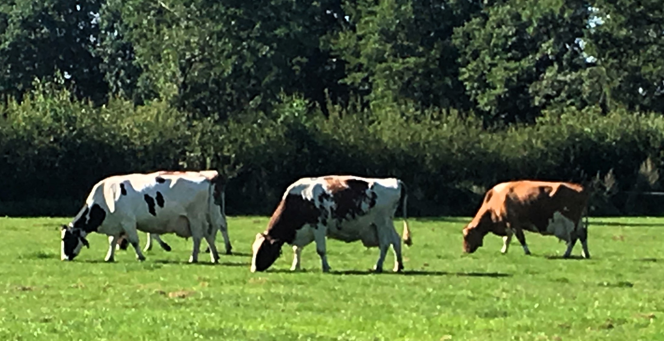 Gesunde Kühe in ökonomisch gesunden Betrieben auch unter der modernen Bestandsbetreuung von Tierärzten