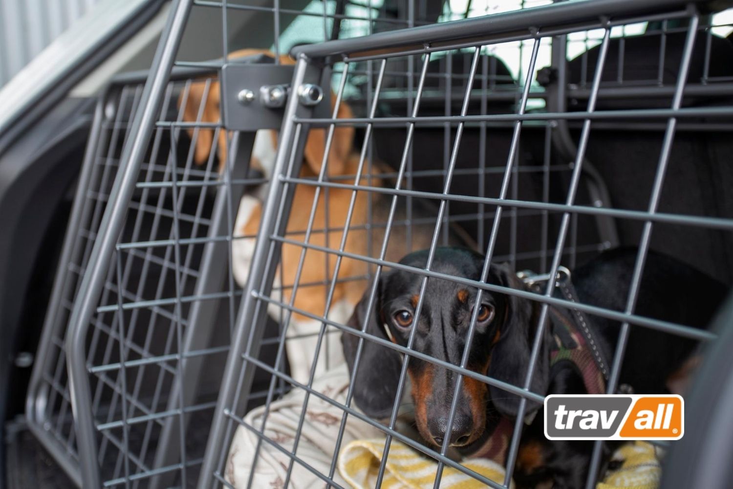 Zwei oder mehr Hunde werden mit Travall Hundegittern im Auto gesichert. © Travall